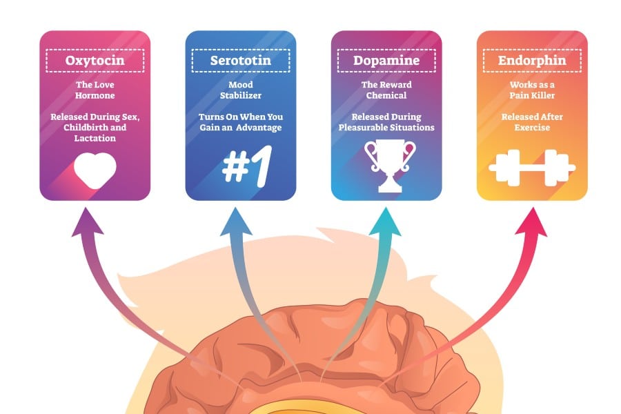 4 neurotransmitters / hormones in the brain for happiness